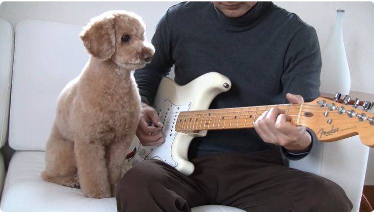 Il barboncino dal talento musicale sa suonare la chitarra