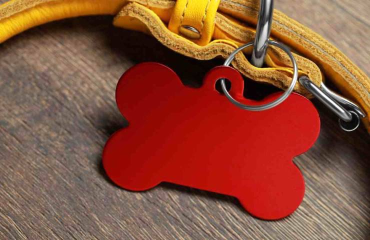 Togli il collare al cane