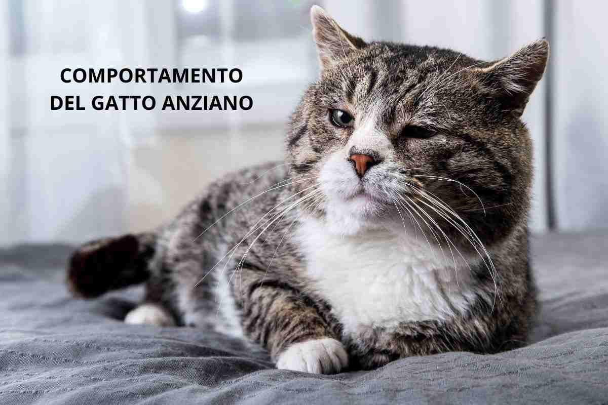 gatto anziano