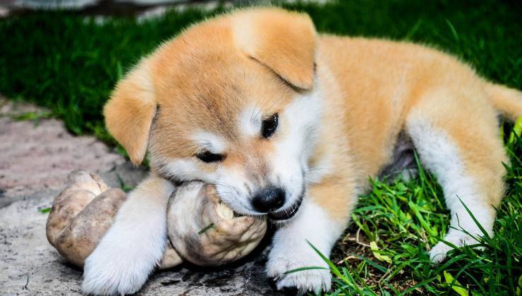 cucciolo di cane si fa distrarre dalle feste da un osso