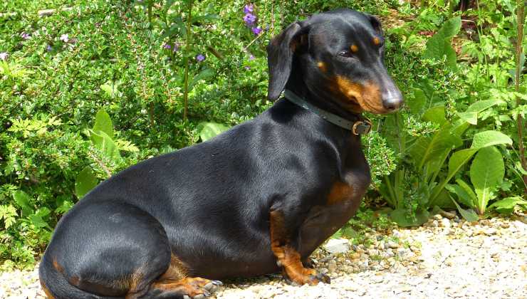 dopo il divorzio ottiene l'affidamento del cane