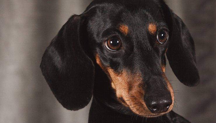 dopo il divorzio ottiene l'affidamento del cane