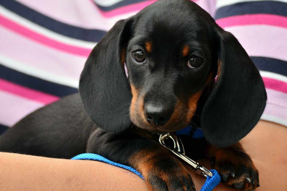 dopo il divorzio ottiene l'affidamento del cane