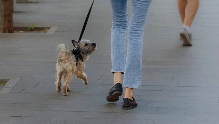 Donna esce con il cane per la passeggiata 