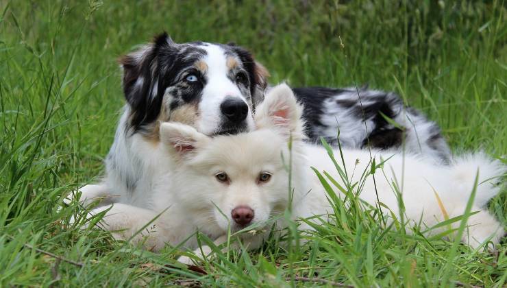 Due cani nell'erba 