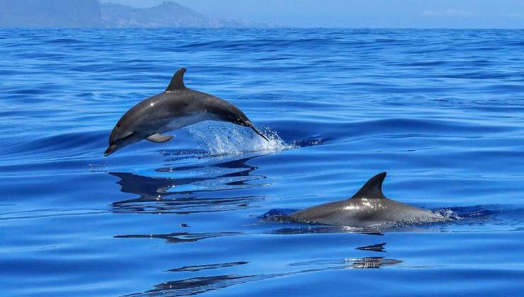 Due delfini nuotano vicini 