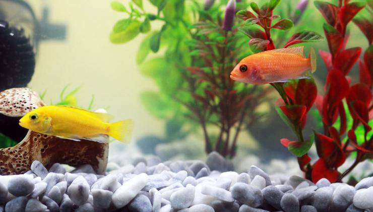 Due pesciolini in un acquario con aeratore 