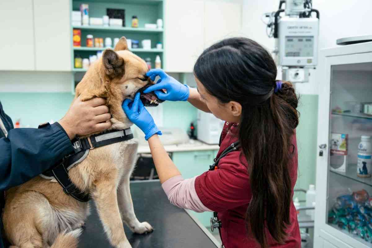 veterinario che visita un cagnolino