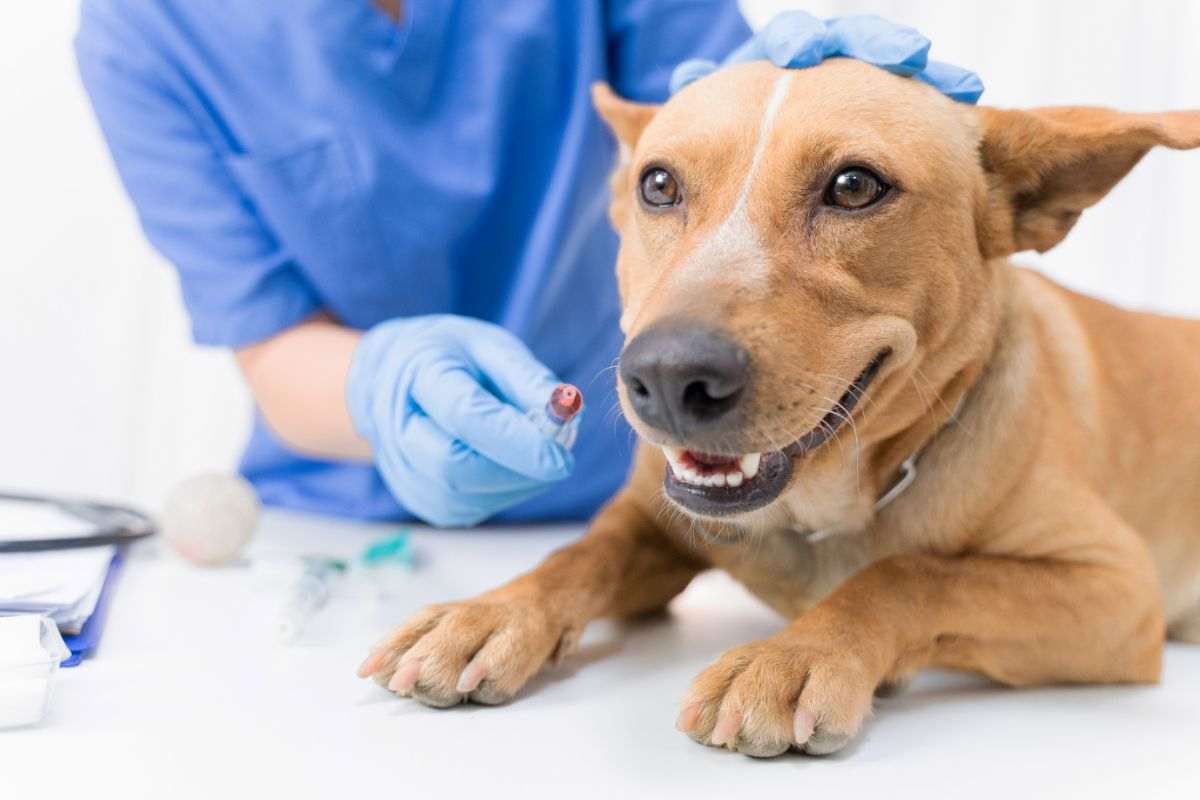 veterinario che visita un cagnolino