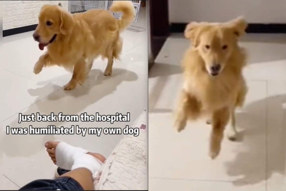 torna con la gamba ingessata dall'ospedale: ecco l'accoglienza del cane