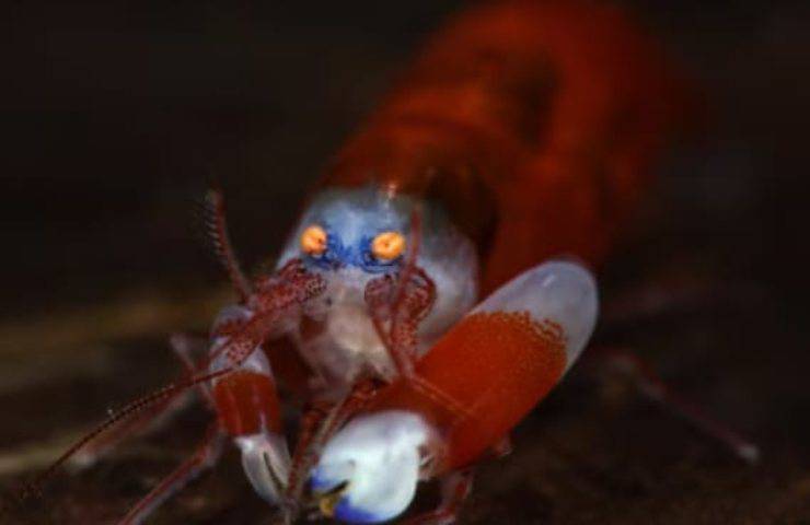 Un animale mai visto prima