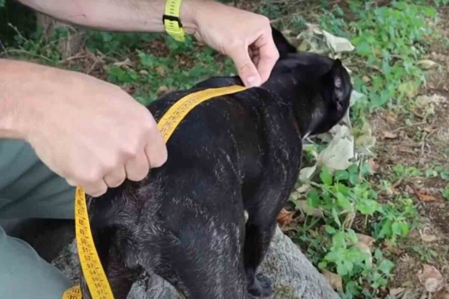 Come misurare il cane nel modo giusto: cos'è l'altezza al garrese