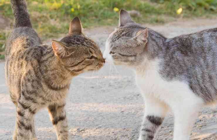 Anche i gatti si annusano il sedere