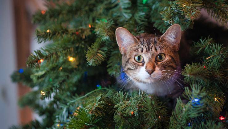 gatti e alberi di natale: consigli per limitare i danni