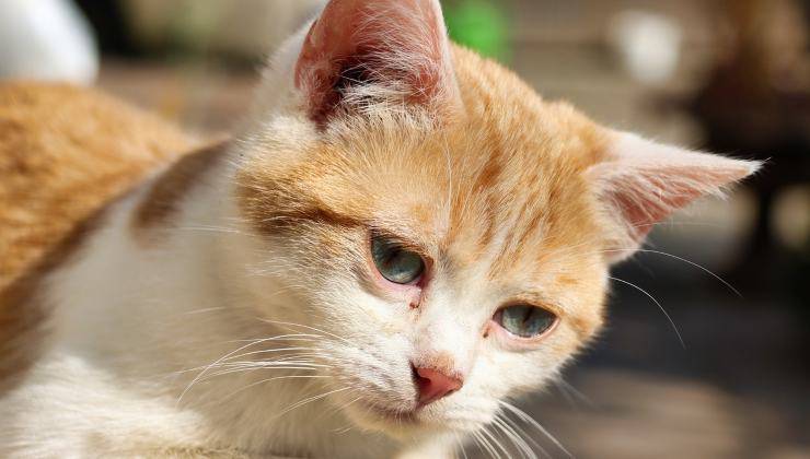 Gattino debole e ammalato di colite 