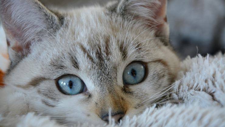 gattino occhi azzurri chiede i biscotti 