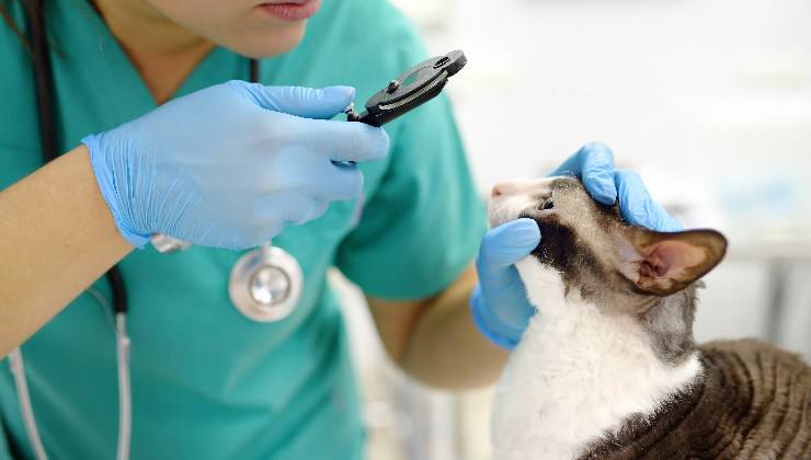 gatto dal veterinario