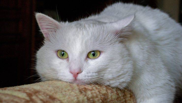 gatto bianco anziano 