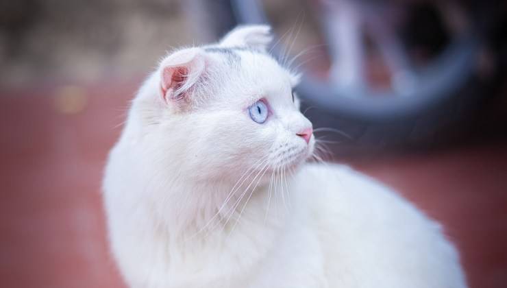 Gatto bianco che respira male 