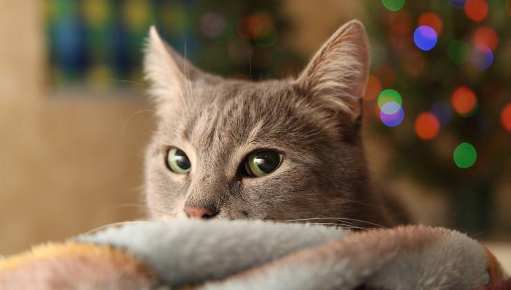 Gatto davanti albero di Natale 