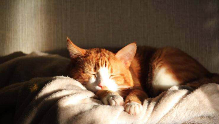 gatto dorme in casa sul letto 