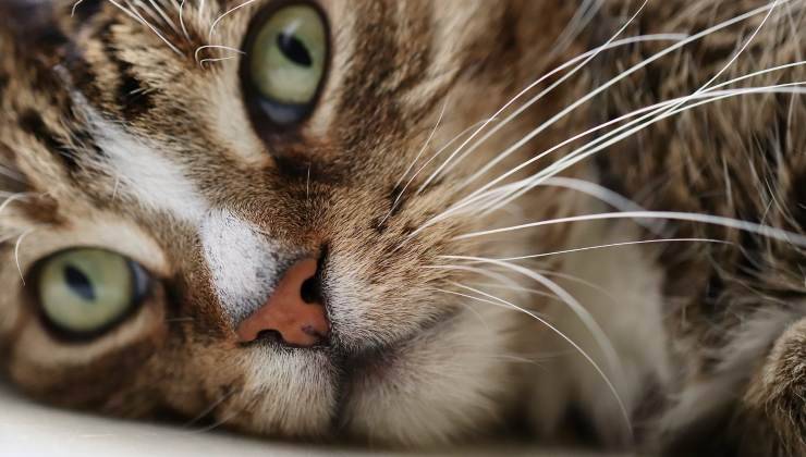 occhi del gatto con terza palpebra appena visibile 