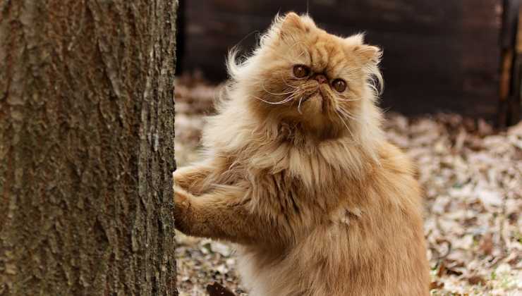 Gatto persiano si fa le unghie sull'albero 