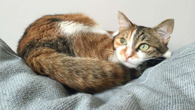 Gatto rilassato che non fa la pasta 