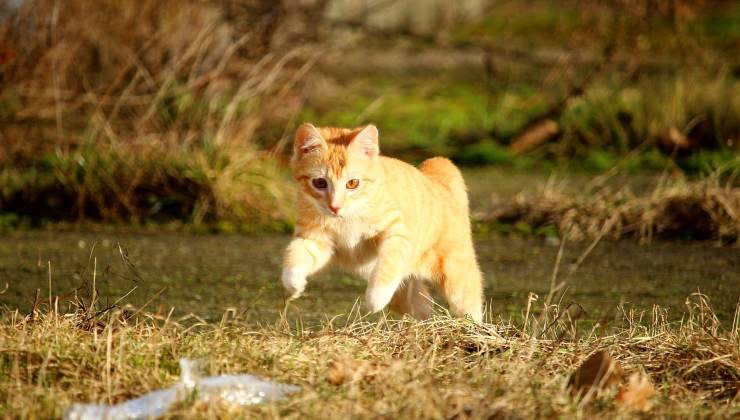 Gatto rosso fa giochi all'aperto