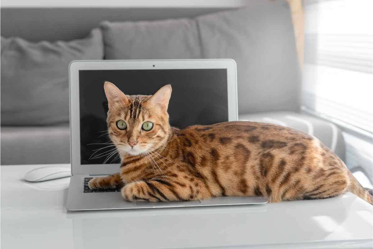 Il gatto si sdraia sulla tastiera del computer