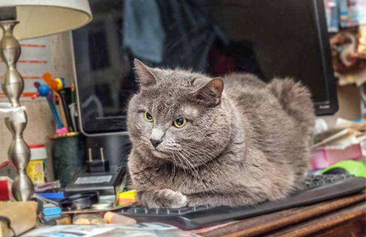 Il gatto si sdraia sulla tastiera del computer