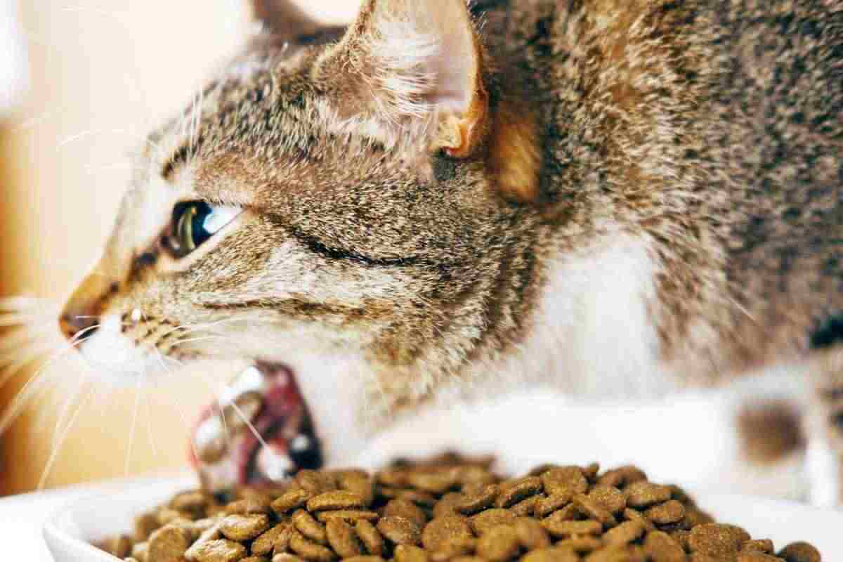 Alcune volte il gatto può vomitare le crocchette