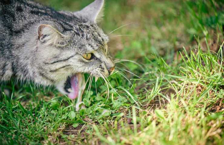 Alcune volte il gatto può vomitare le crocchette