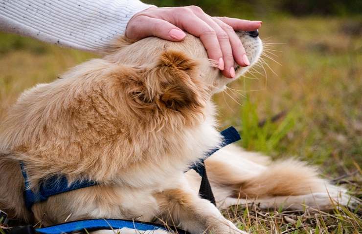 Tra il cane ed il coniuge, molti scelgono il cane