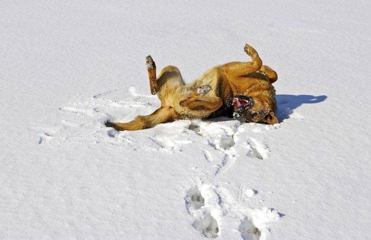 Attenzione se il cane mangia la neve