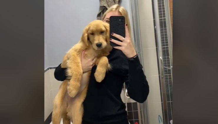 la crescita del Golden Retriever in un video