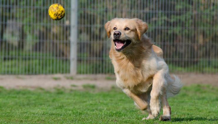 Il cane usa uno dei giochi per cani 