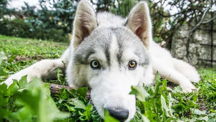 Husky gioca in giardino 