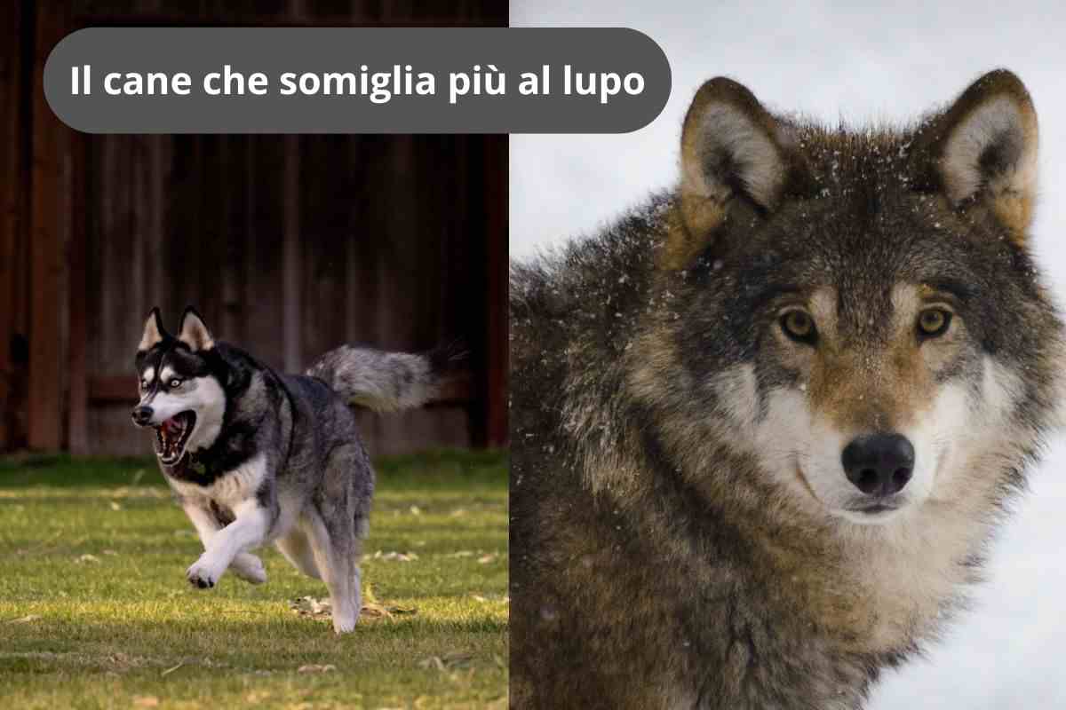 Cane e lupo