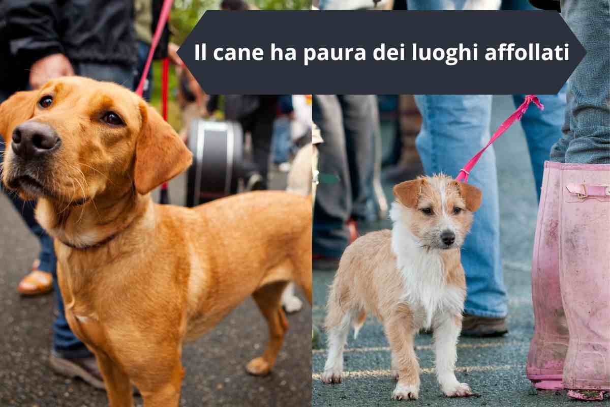 Cane nella folla