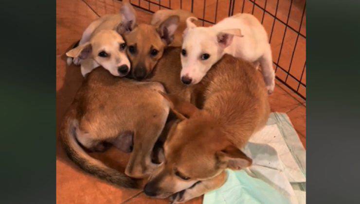 mamma cane e cuccioli salvati dalla strada