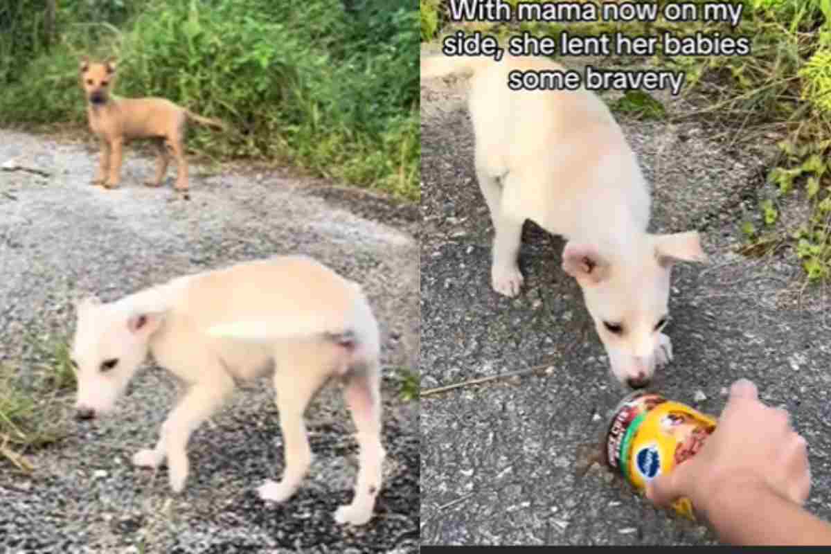 mamma cane e cuccioli in strada