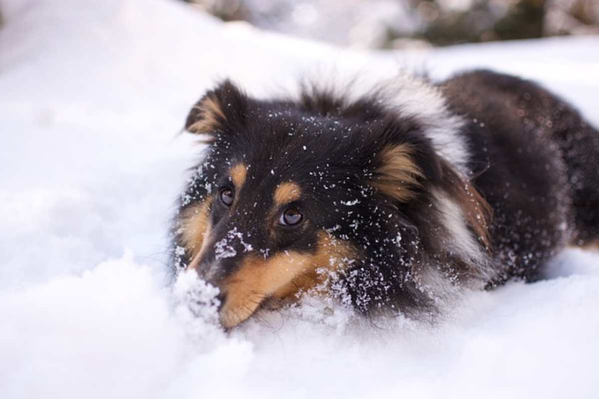 Attenzione se il cane mangia la neve