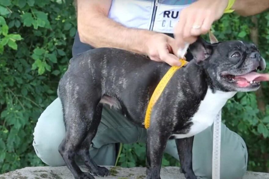 misure del cane