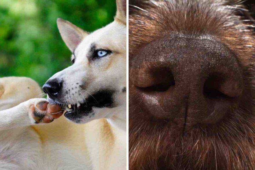 naso del cane e cane che si gratta