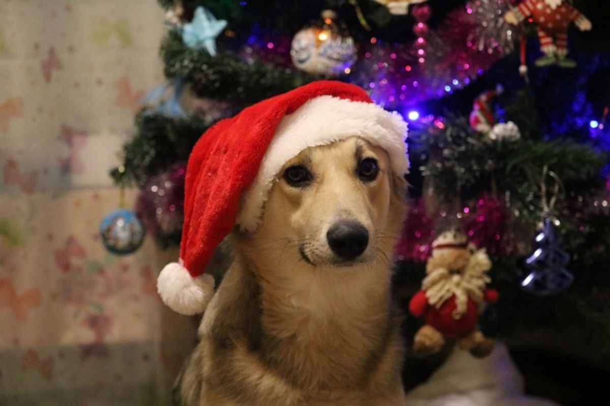 Le feste di Natale sono pericolosissime per i cani