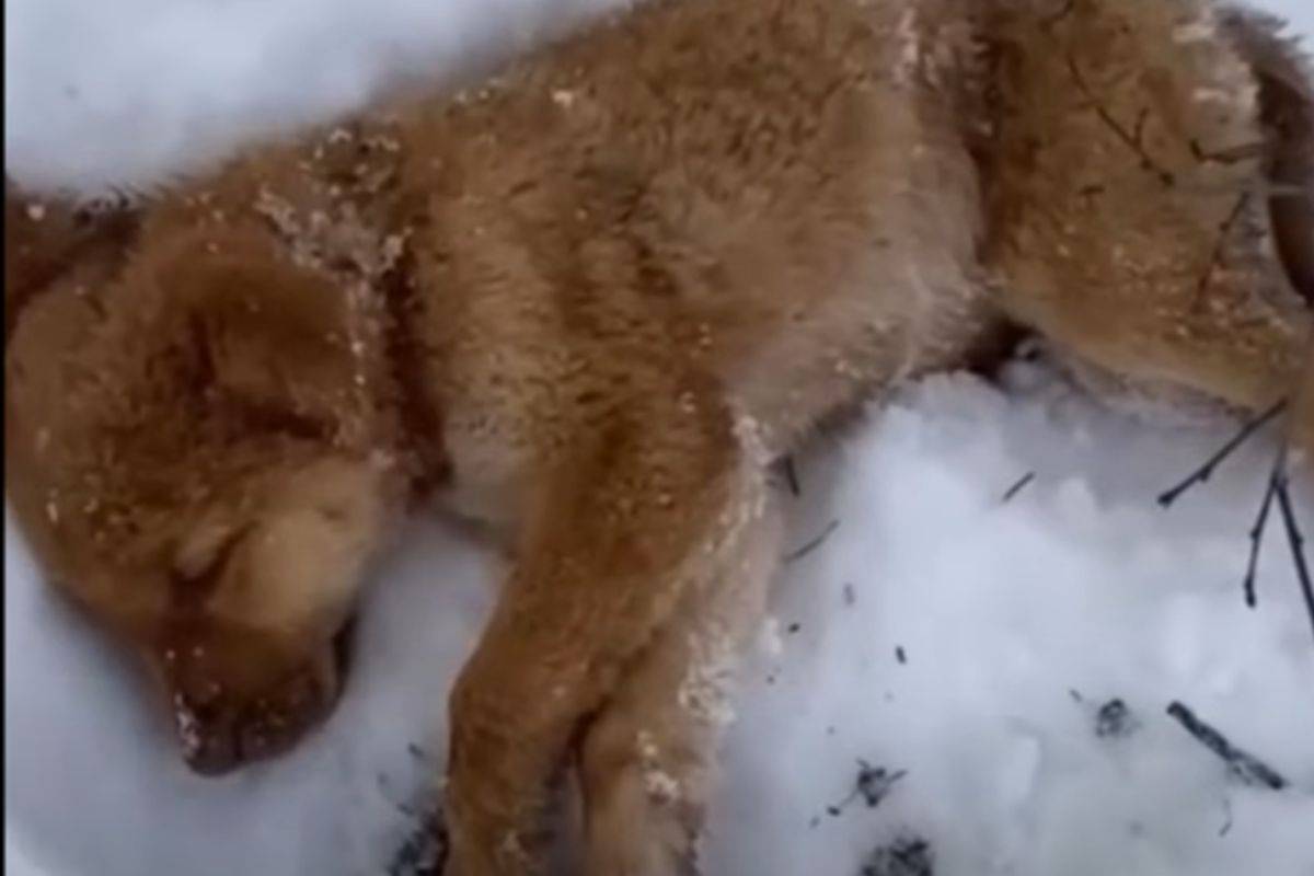 salvataggio del cucciolo nella neve ferito