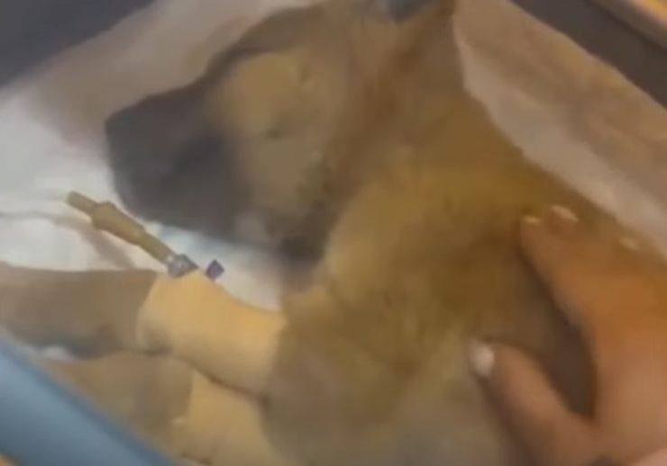 salvataggio del cucciolo nella neve ferito