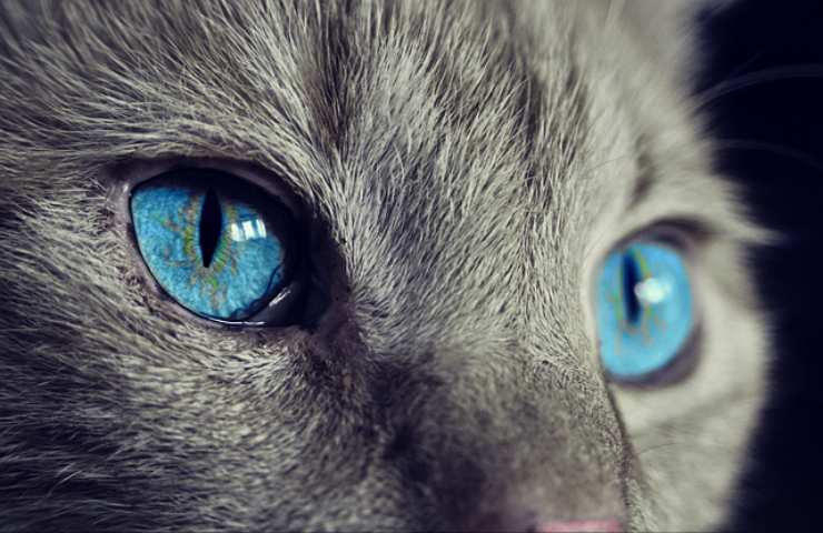 Occhi di gatto la storia