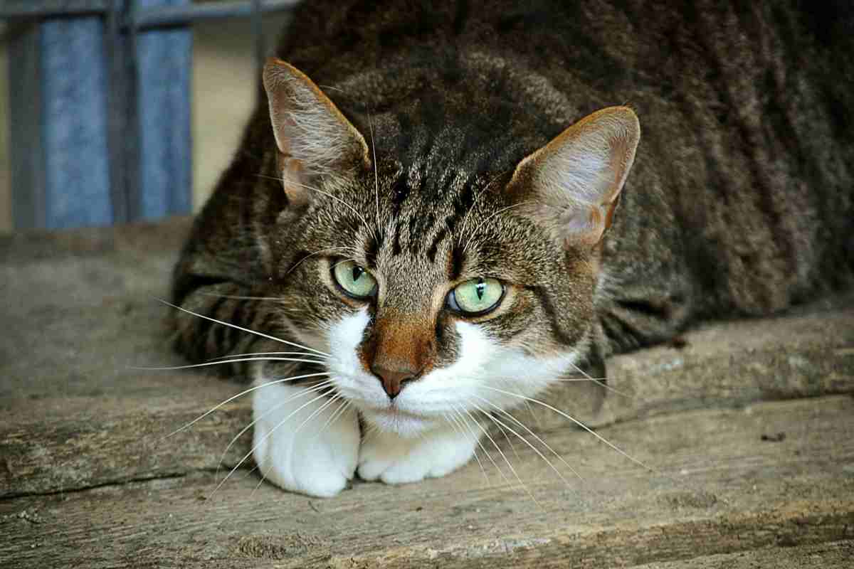 gatto con occhi in primo piano